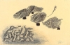 WVZ Ponert 2233